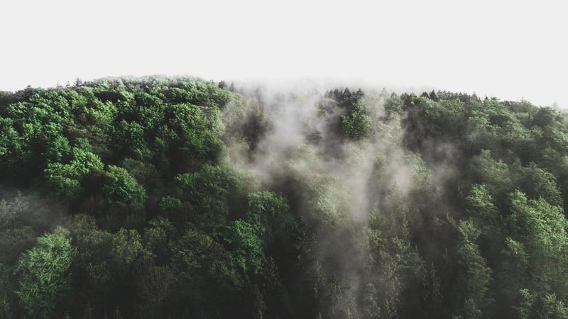 Enchanted Forest Wedding